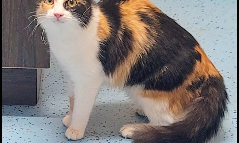 Bella