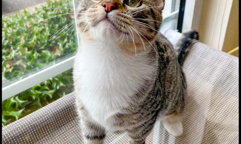 Bubbles
