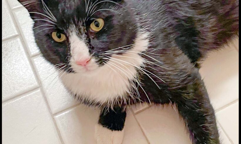 Oreo