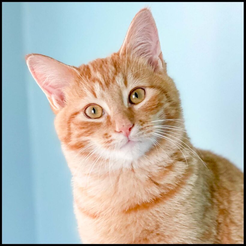 Pete
