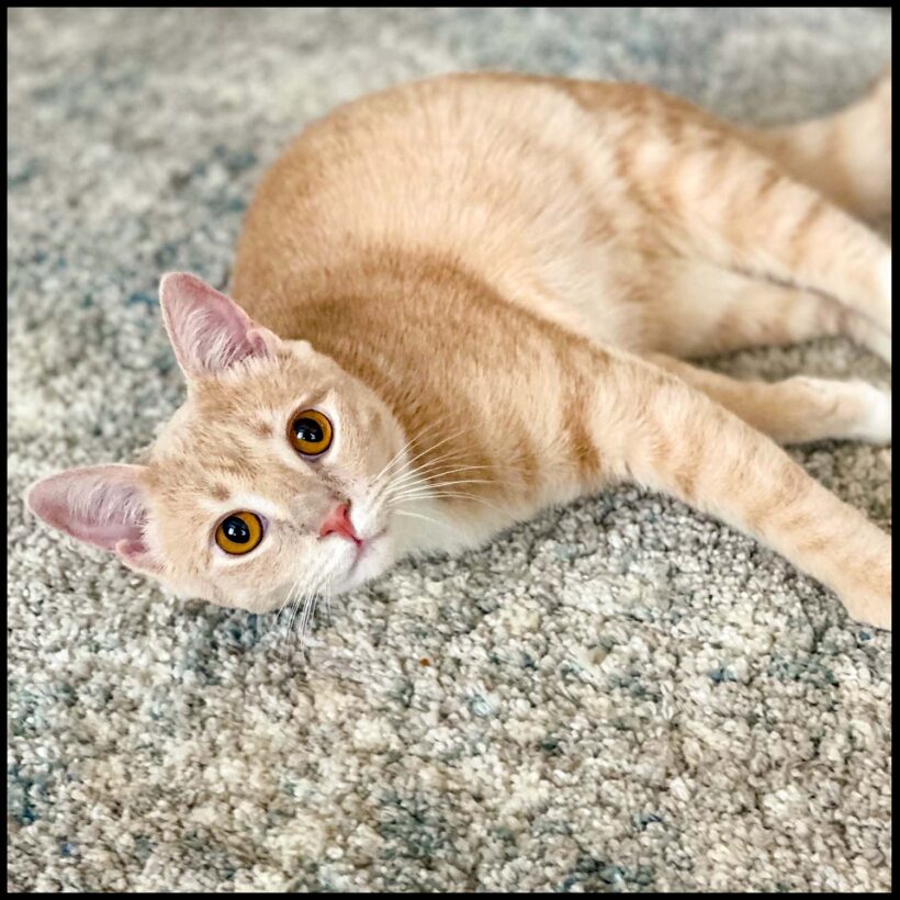 Velveeta