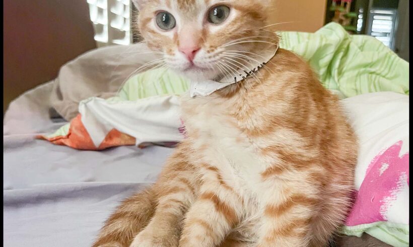 Citron