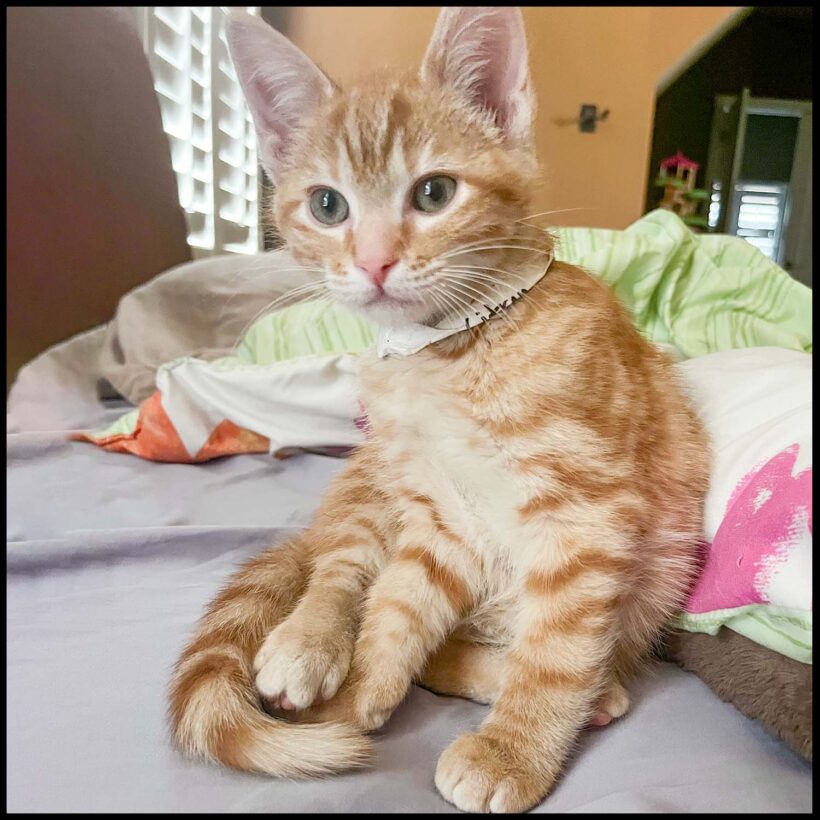 Citron