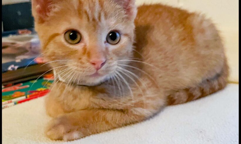 Clementine