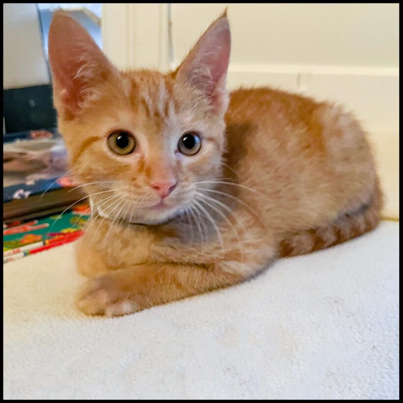 Clementine