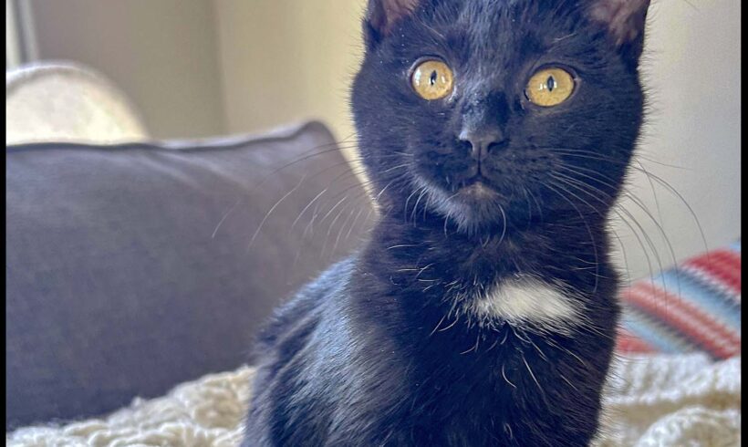 Bea