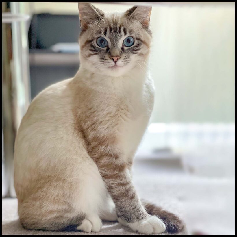 Percy
