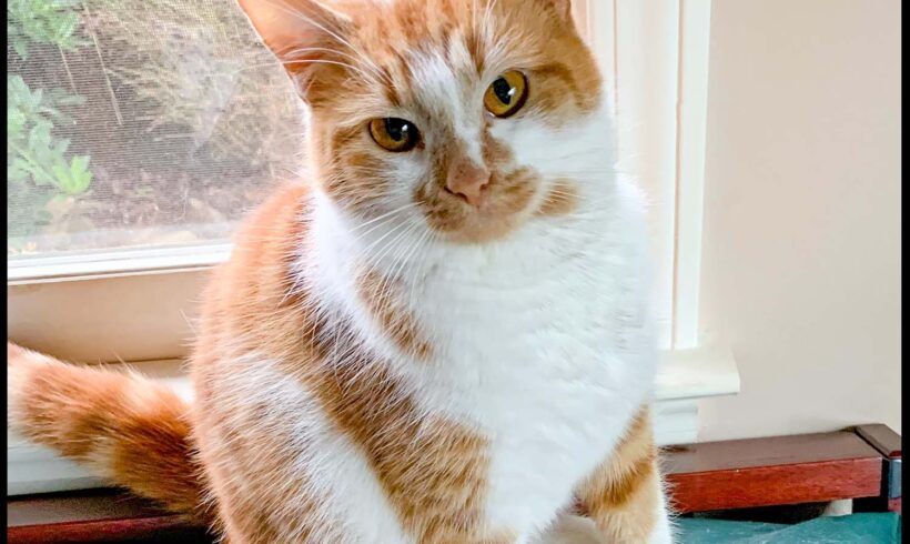 Gemma