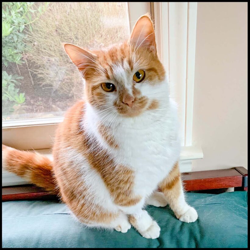 Gemma Gemma