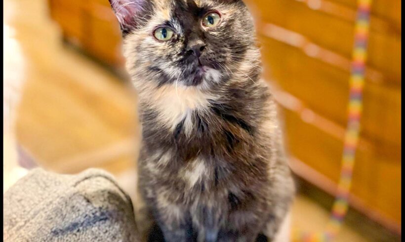Kit Kat