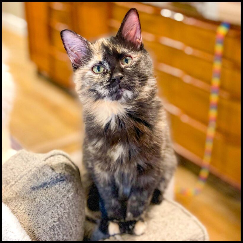 Kit Kat