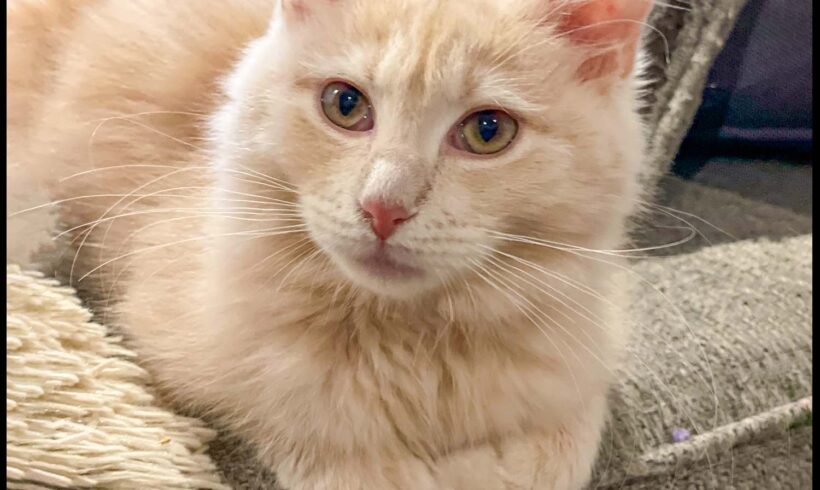 Marmalade
