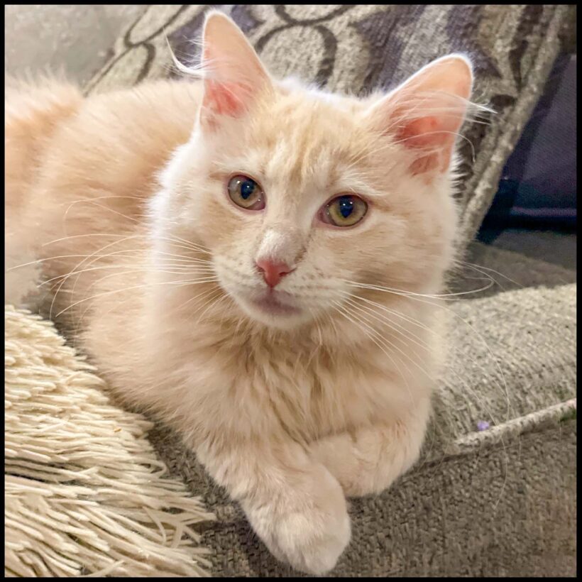Marmalade