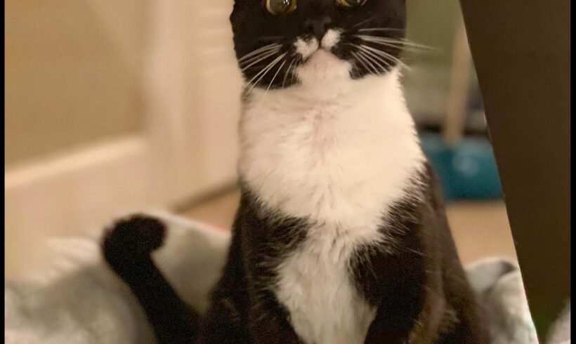 Nellie