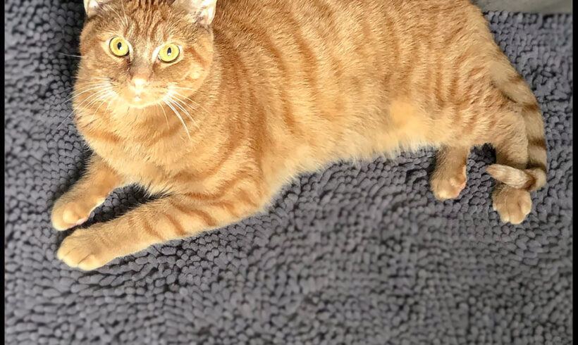 Augustus