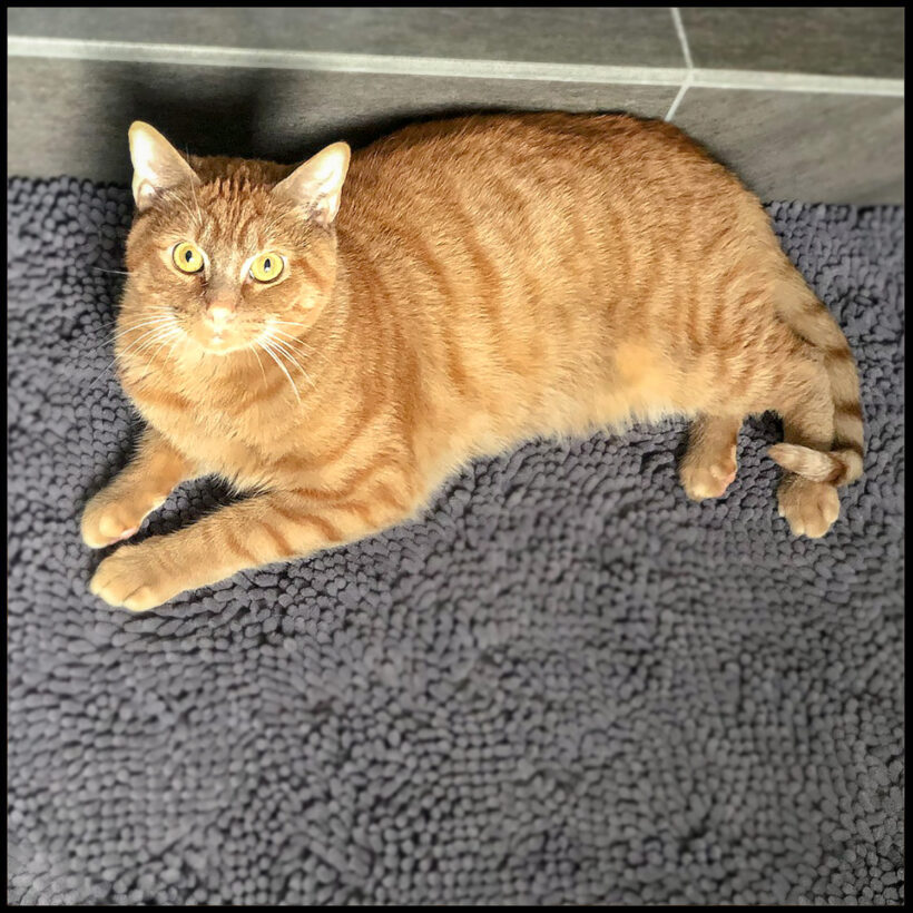 Augustus