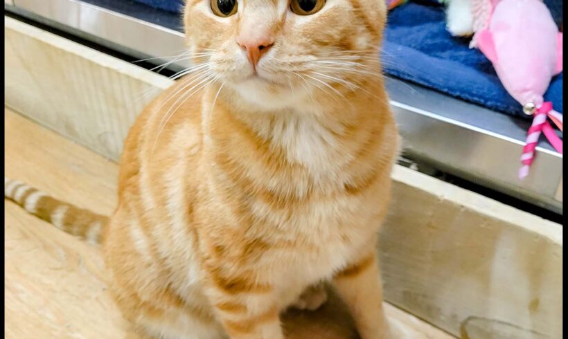Hobbes