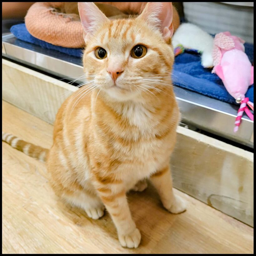 Hobbes