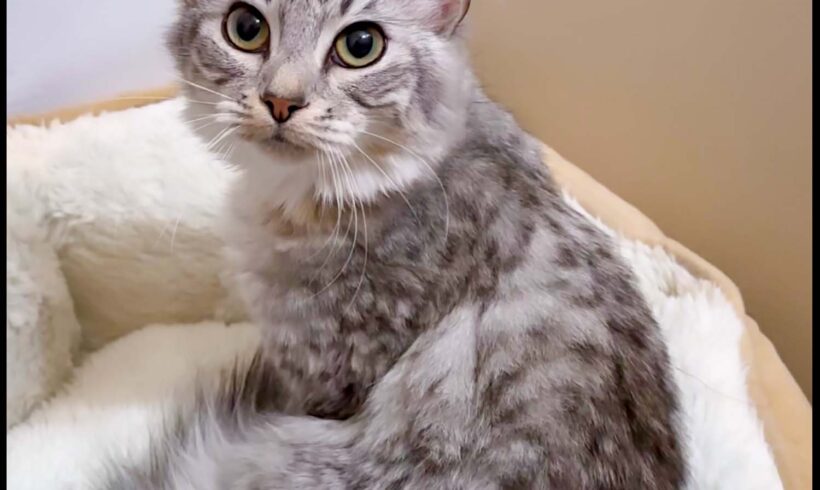 Stella