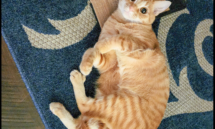 Cara