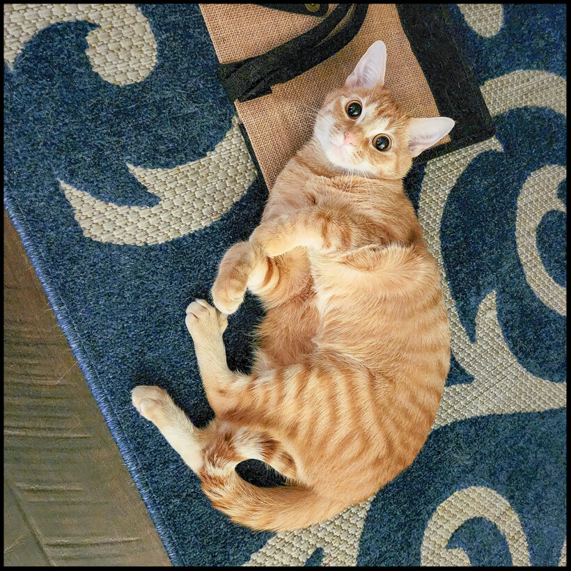 Cara