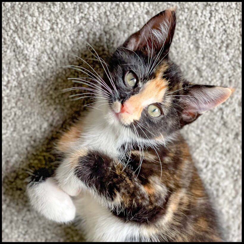 Darla