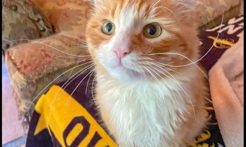 Finnegan