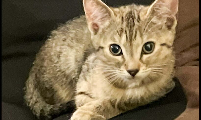 Fioretta