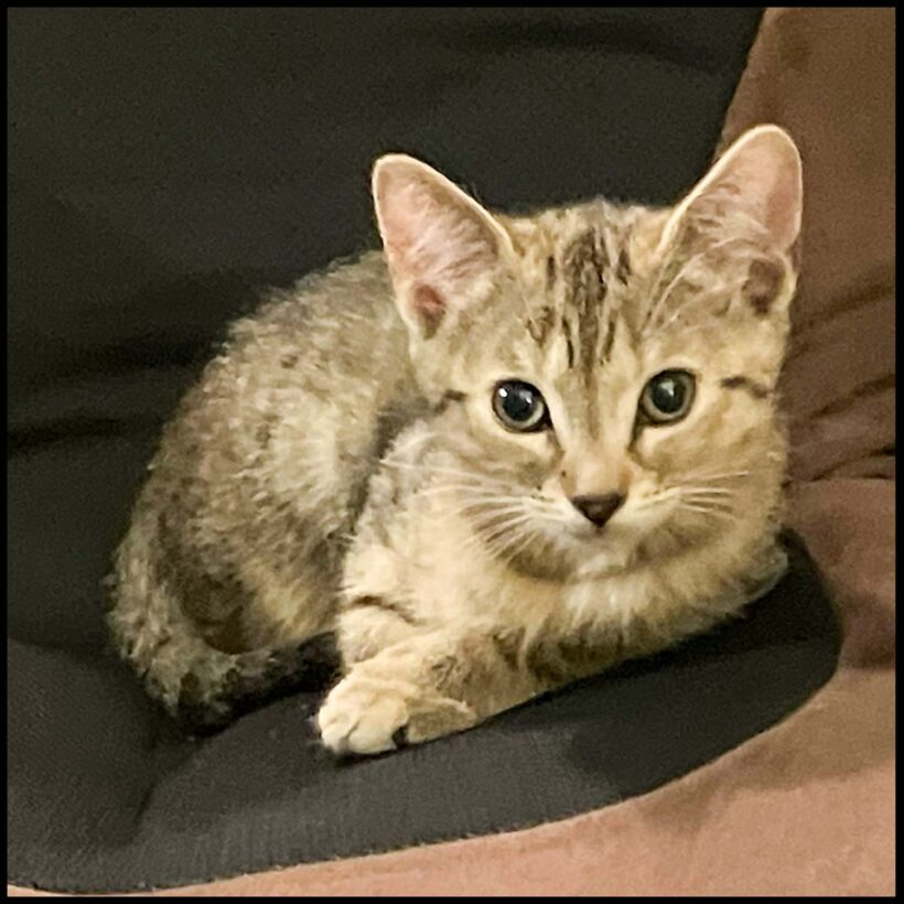 Fioretta