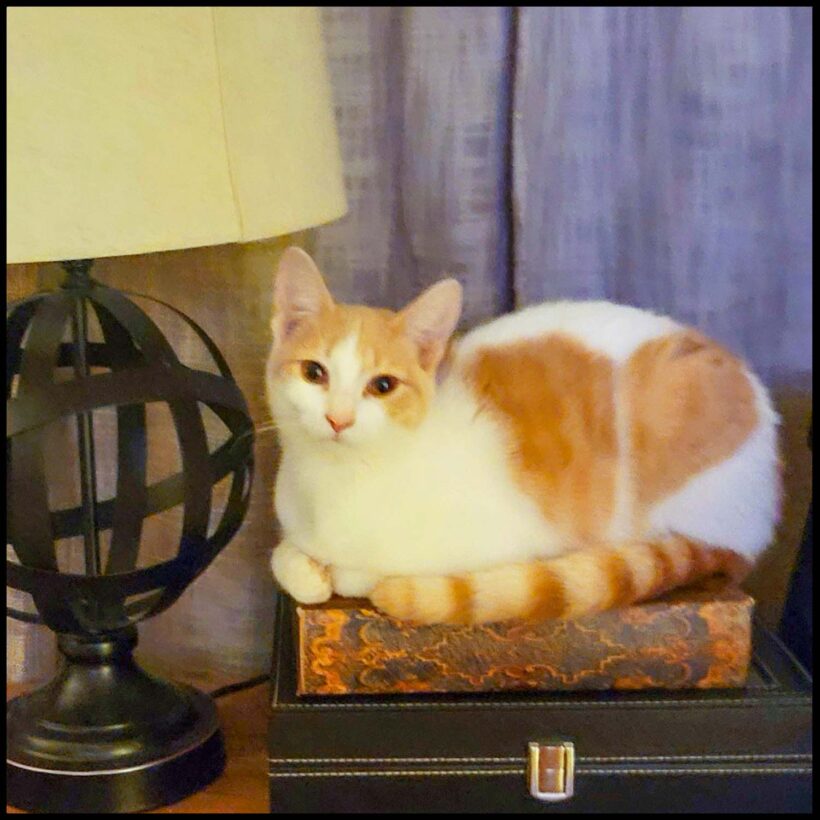 Jolie