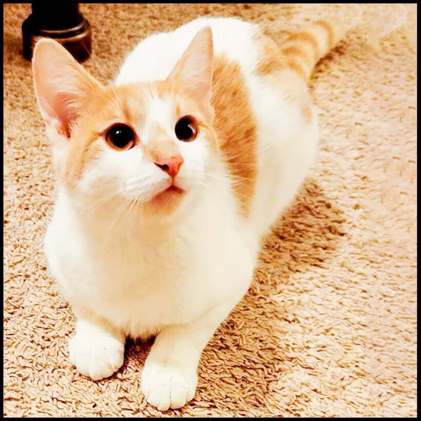Jude