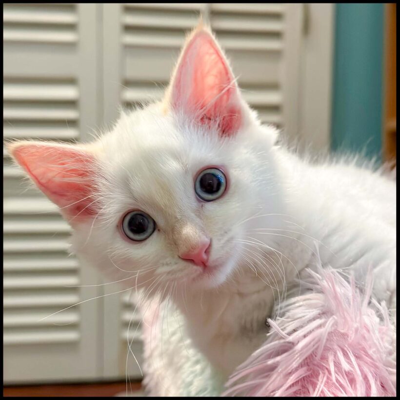 Lumi