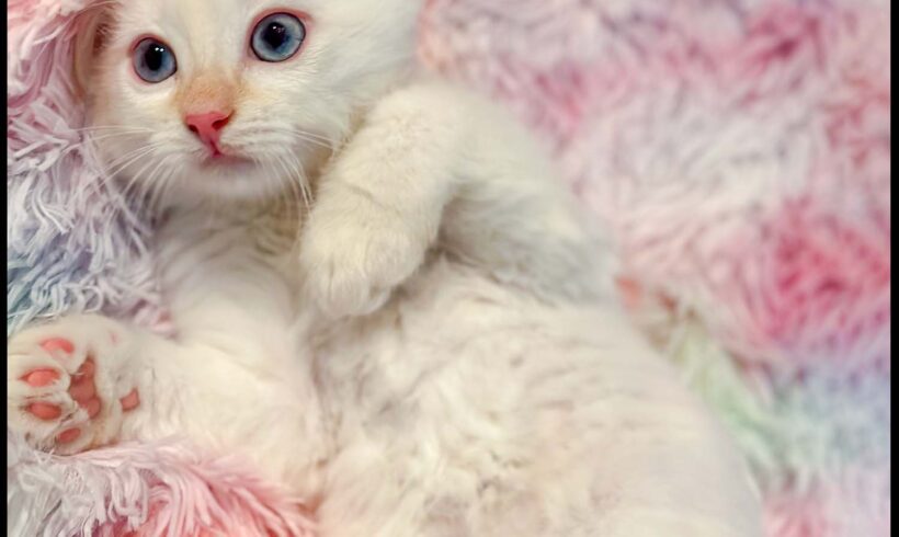 Yuki