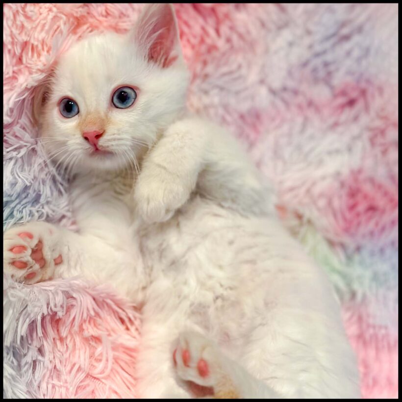 Yuki