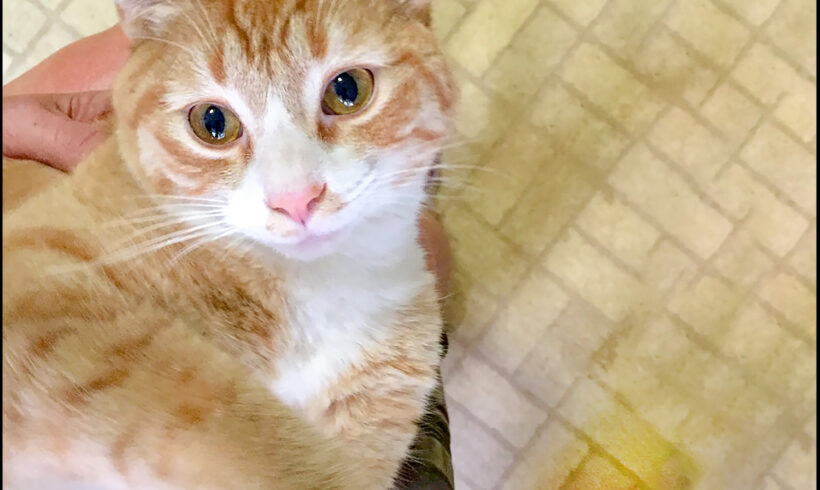 Opie