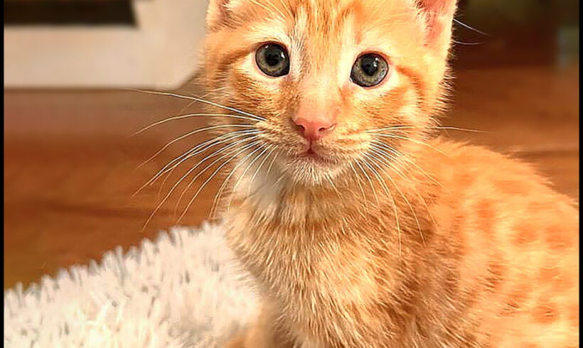 Ed Sheeran