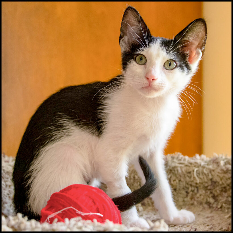 Katy Purry