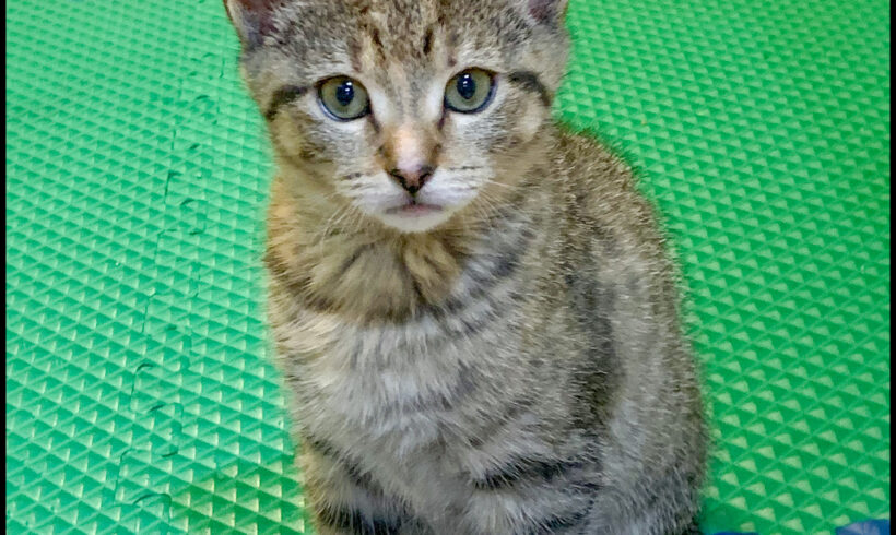 Missy