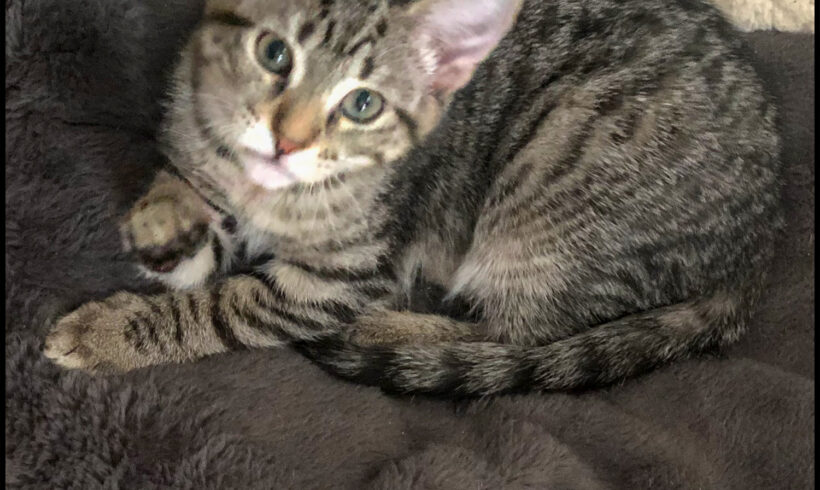 Mowgli