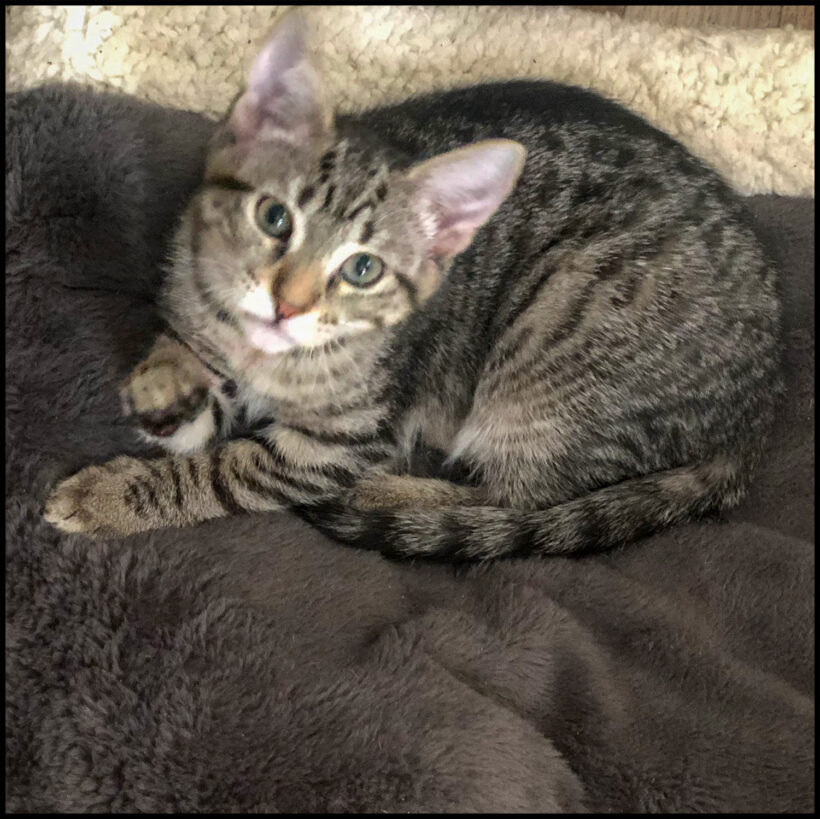 Mowgli