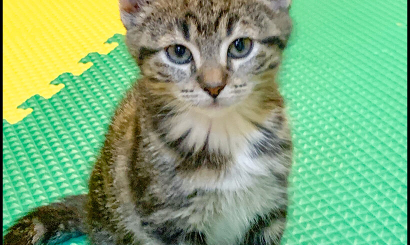 Peanut