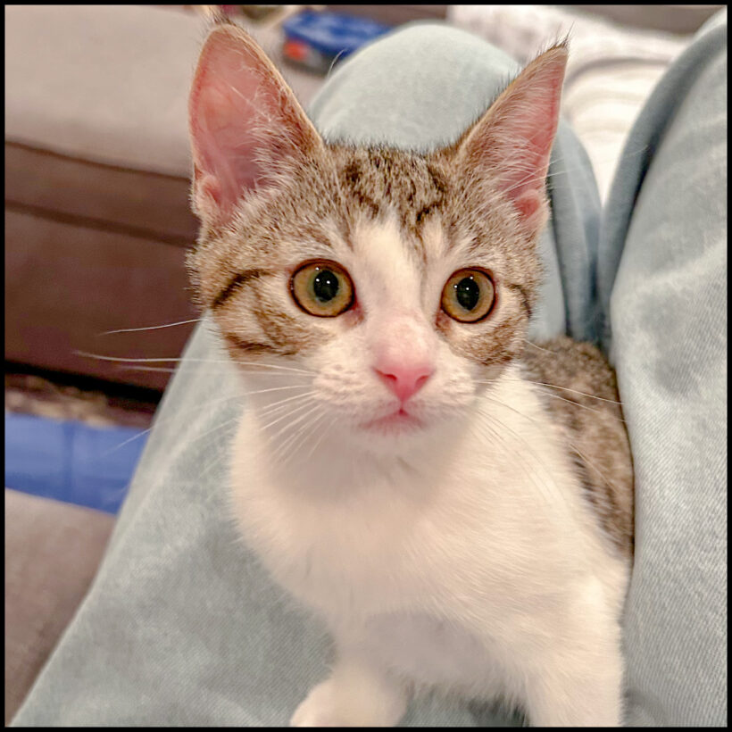Sophia