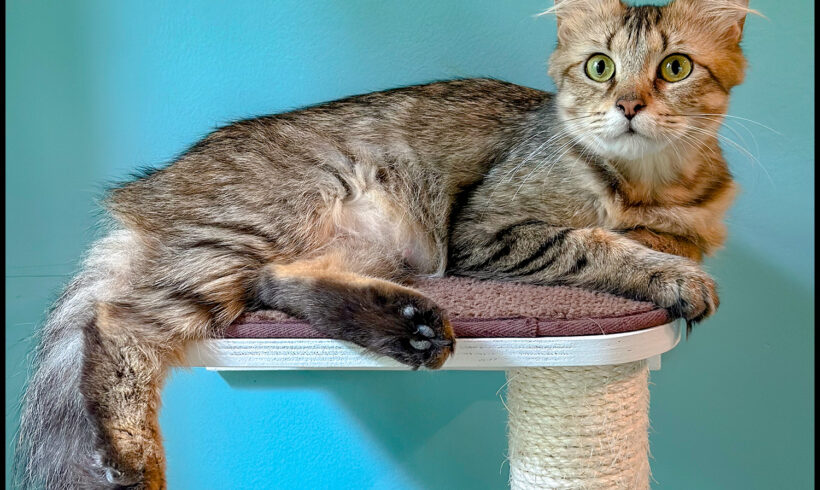 Willow