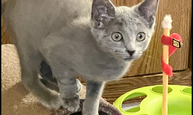 Gracie