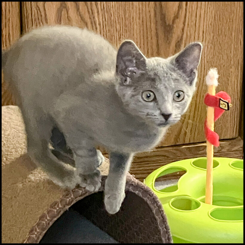 Gracie