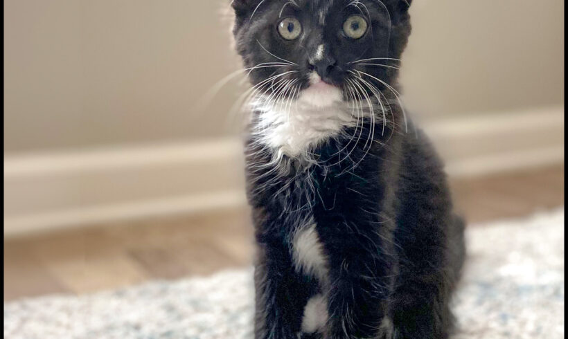 Tux