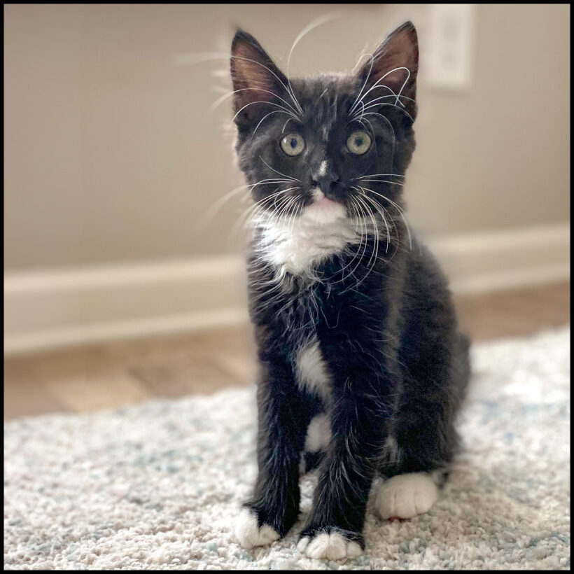 Tux