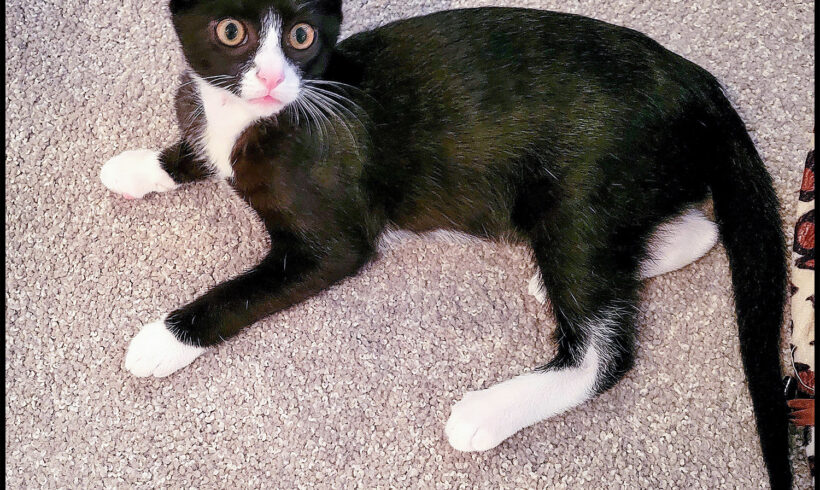 Yukio