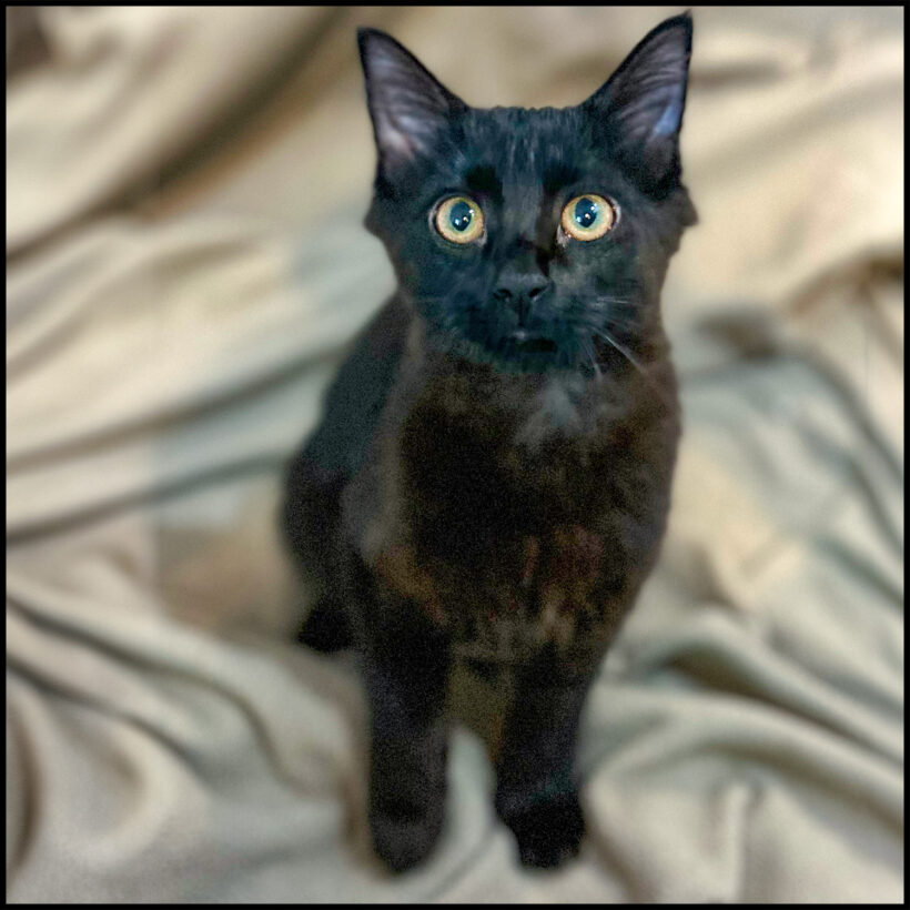 Bella