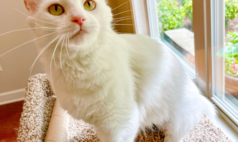 Cream Puff